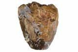 Serrated, Fossil Phytosaur Partial Tooth - Arizona #164659-1
